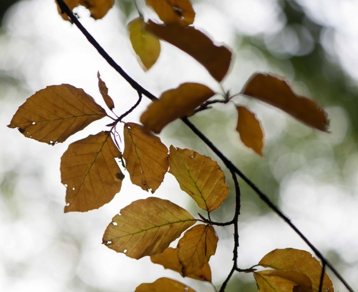 Leaves by elsie n brady