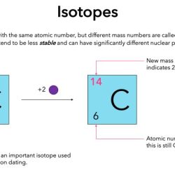 Compared to 37k the isotope 42k has a