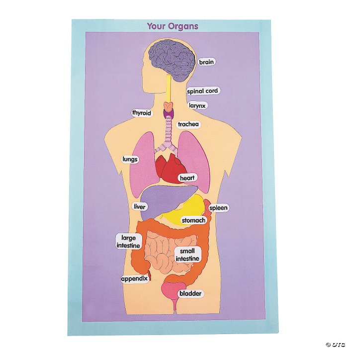 Human torso model with labels