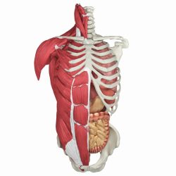 Human body diagram organs anatomy labeled printable organ internal systems parts