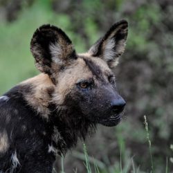 The wild dog of caucomgomoc