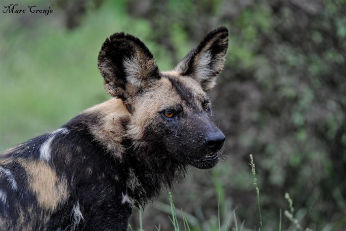 The wild dog of caucomgomoc