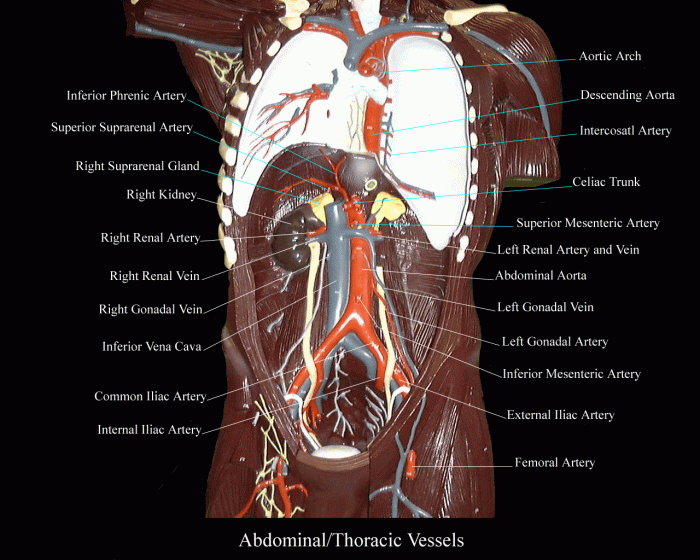 Body regions cavities diagram human anatomy organs ap clipart medical coloring parts liver clipground gif choose board pages arthursclipart