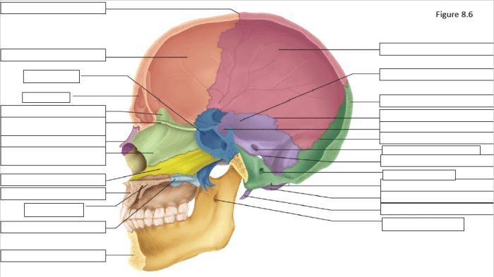 Skull midsagittal section anatomy netter pricing atlas labeled