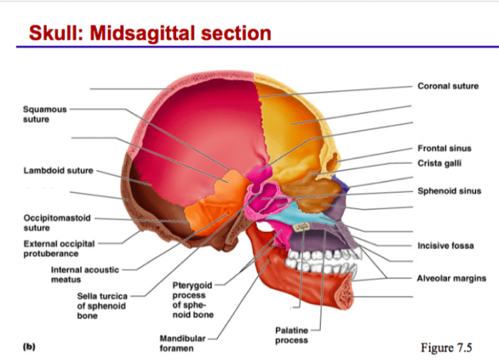 Internal midsagittal view of the skull