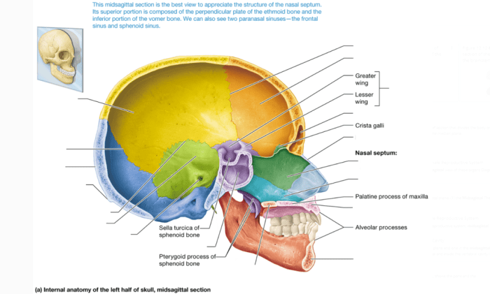 Internal midsagittal view of the skull