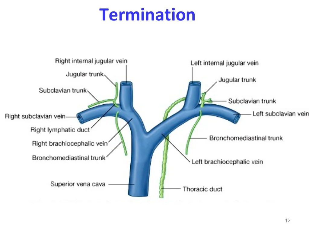 Cannulation of the thoracic duct cpt code