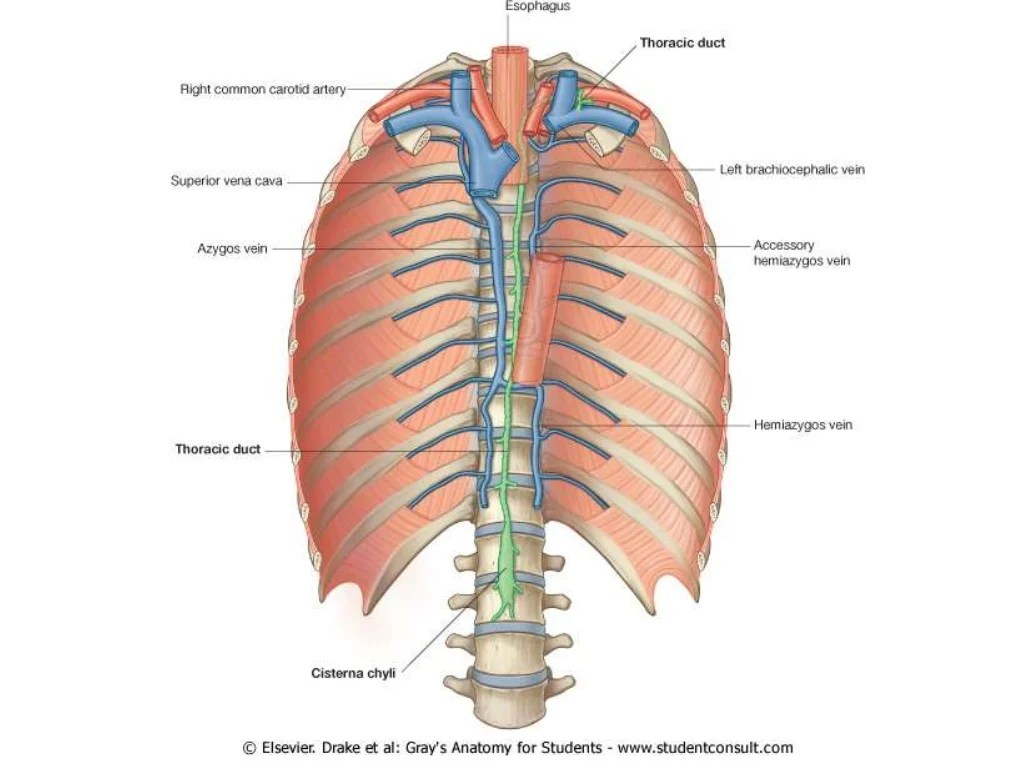 Cannulation of the thoracic duct cpt code