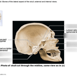 Skull midsagittal labeled craniosacral skeleton nursing