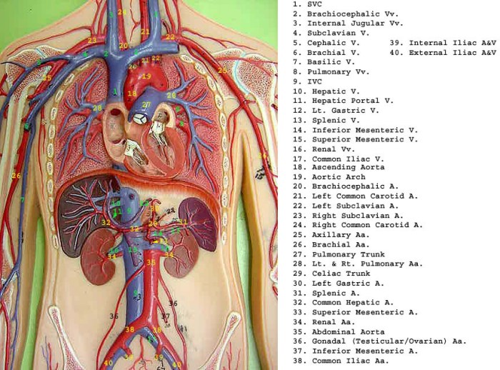 Human torso model with labels