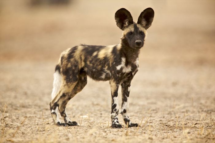 The wild dog of caucomgomoc