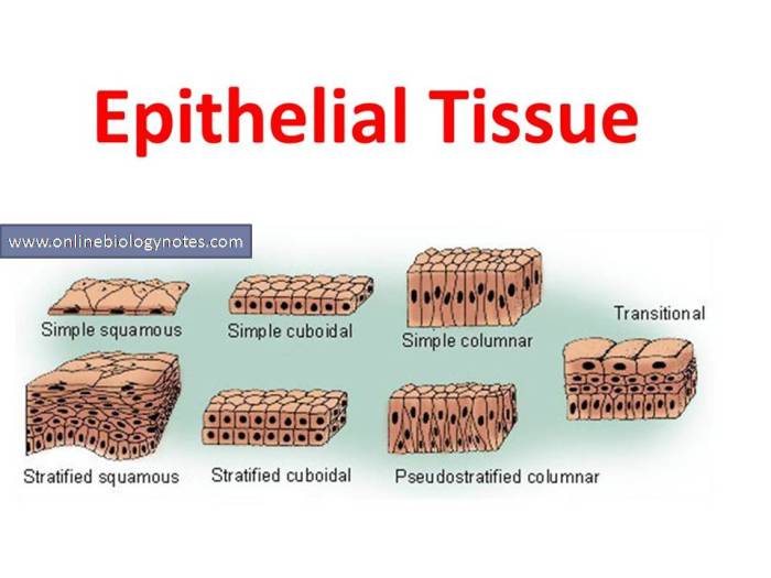 Which statements correctly describe epithelial tissue