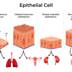 Which statements correctly describe epithelial tissue