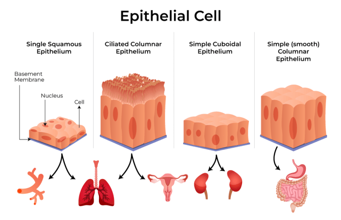 Which statements correctly describe epithelial tissue