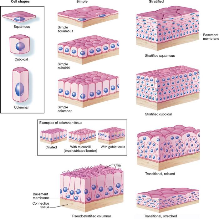 Tissue connective nervous muscle epithelial tissues body human vessels throughout surfaces cavities blood learn line medicinebtg